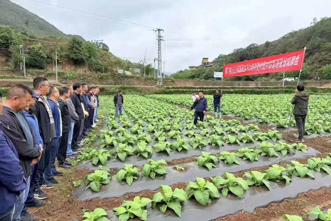 易门县召开烤烟生产新质生产力培育暨烤烟...